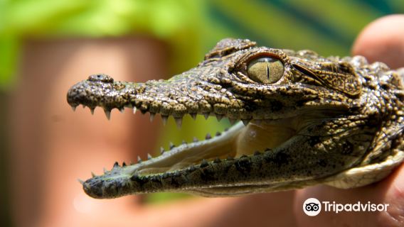 Crocodile Centre St Lucia