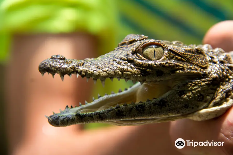 Crocodile Centre St Lucia