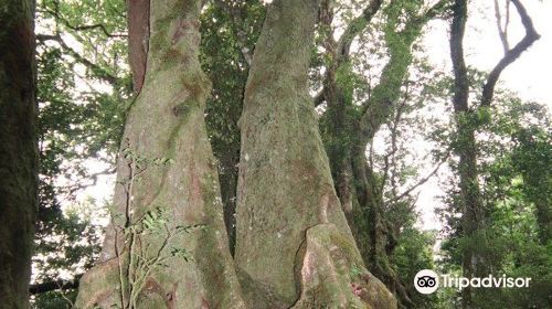 Antarctic Beech Trees