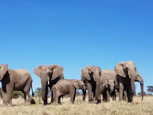 Adventures with Elephants