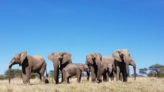 Adventures with Elephants