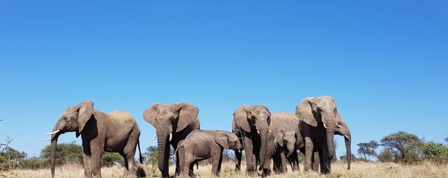 Adventures With Elephants