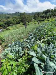 Finca Orgánica San Luis