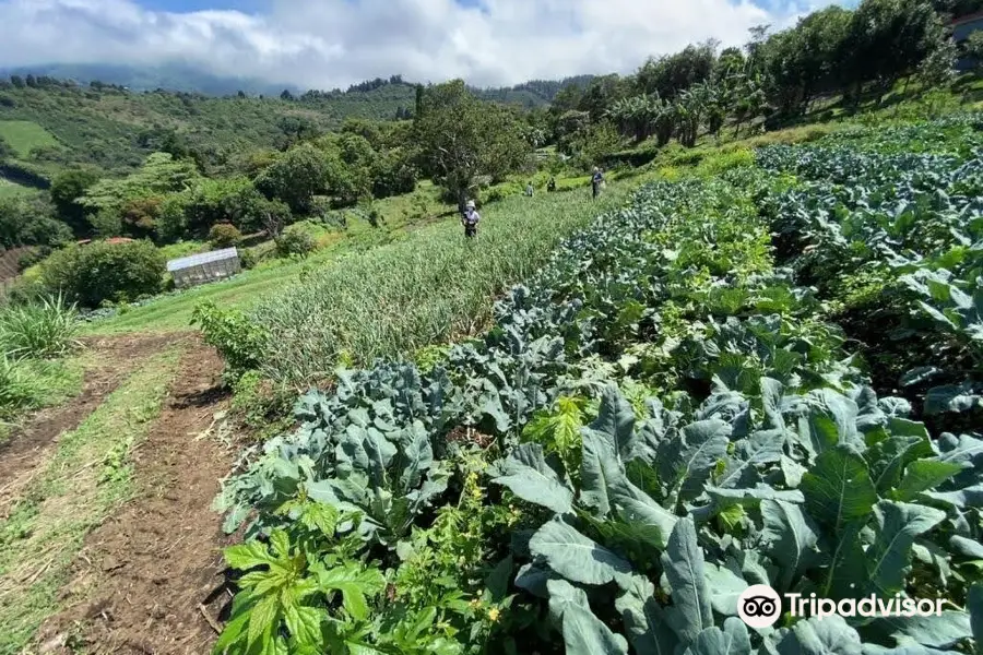 Finca  Organica