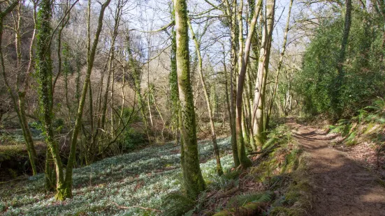 Snowdrop Valley