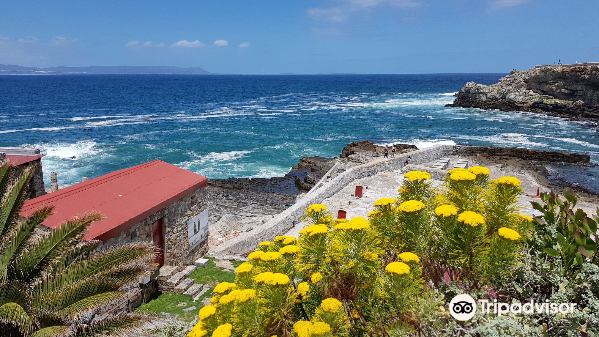 A lab with a view. The Shark Company runs from the Shark Lab in the center  of Hermanus. - Picture of The Shark Company, Hermanus - Tripadvisor