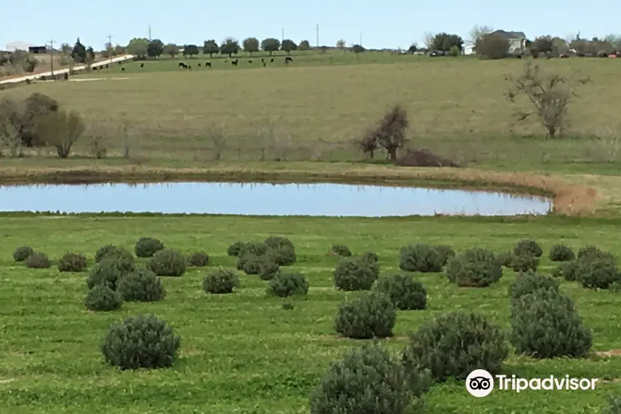 Chappell Hill Lavender Farm