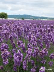 Farm Tomita Lavender East