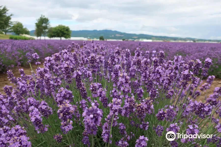 Farm Tomita Lavender East