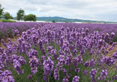 Lavender East