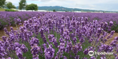 Farm Tomita Lavender East