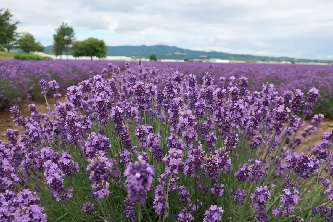 Hotels near Lavender East