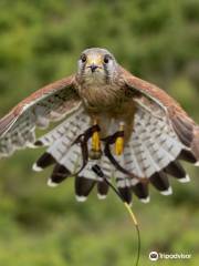 Finn Falconry