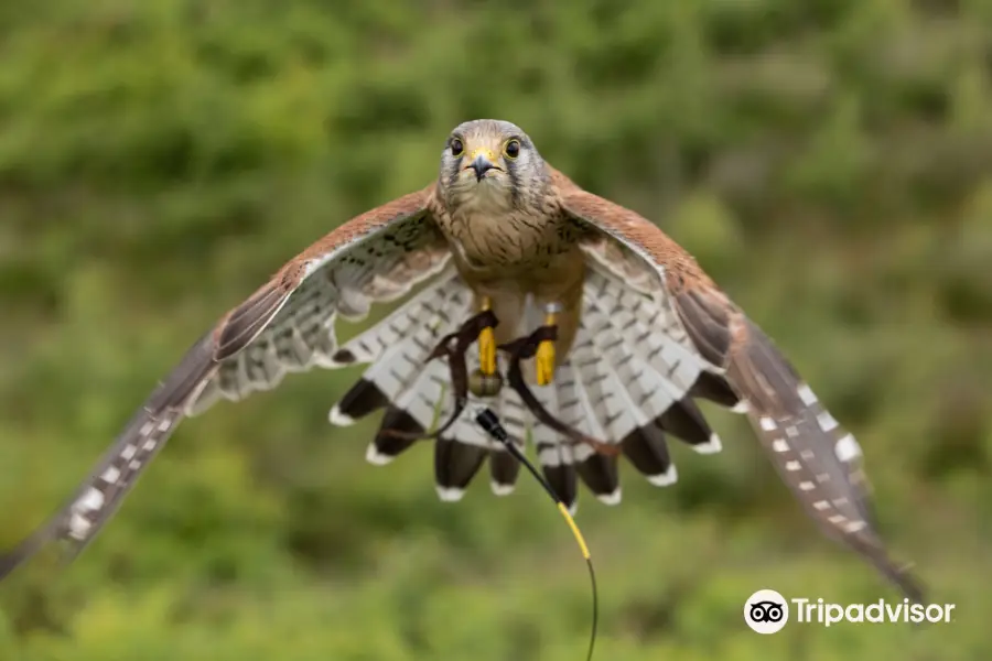 Finn Falconry