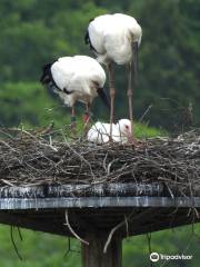 Hyogo Park of the Oriental White Stork