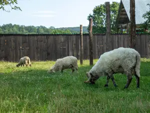 Reindeer Farm