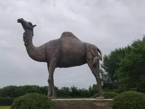 Sara the Camel