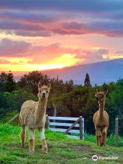 Maui Alpaca