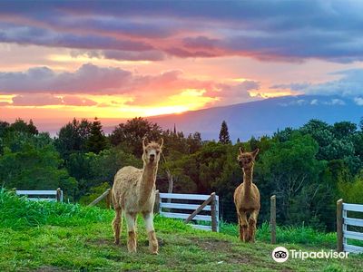 Maui Alpaca