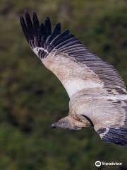 Oribi Vulture Viewing Hide