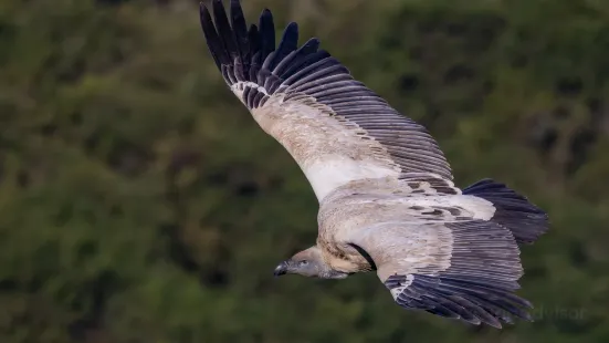 Oribi Vulture Viewing Hide