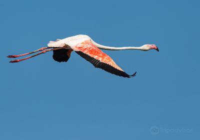 Parc Ornithologique du Pont de Gau