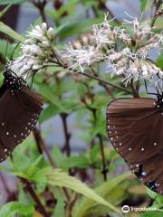 Maolin National Park Purple Butterfly Valley