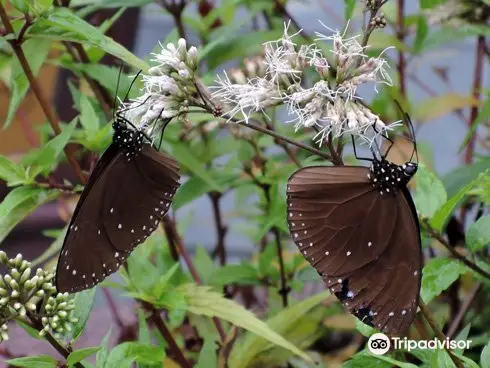 Maolin National Park Purple Butterfly Valley