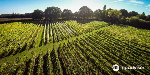 Astley Vineyard