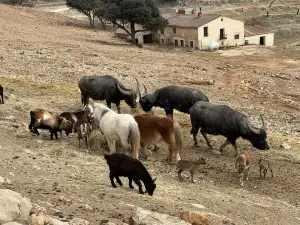 Safari Aitana