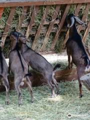 ティミショアラ動物公園