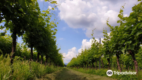 Wine Shop - Poggio delle Grazie