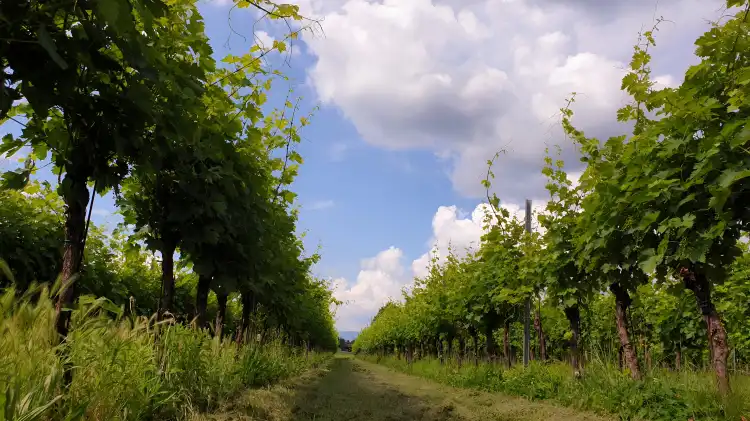Hotels near Wine Shop - Poggio delle Grazie