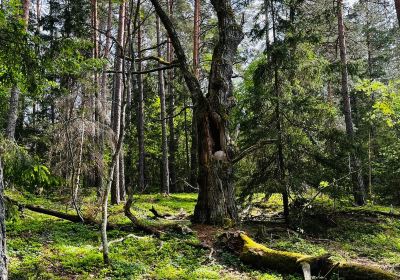 Angso National Park