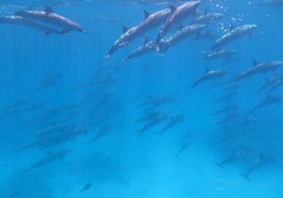 Dolphin House - Sha'ab Samadai Reef