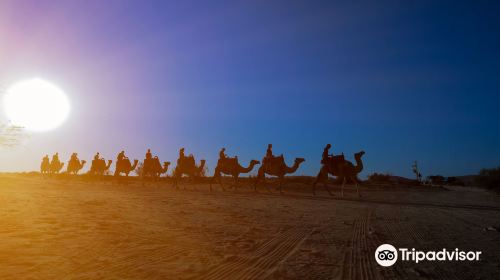 Camel Ranch