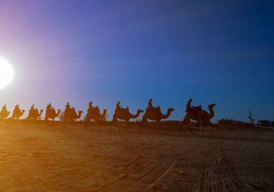 Negev Camel Ranch