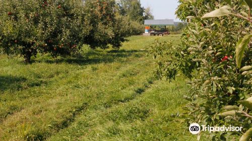 Shelburne Orchards