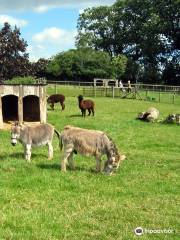 Small Breeds Farm Park