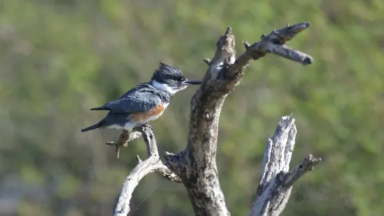 Resaca De La Palma State Park & World Birding Center