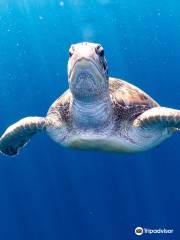 Sea Turtle Divers Co. Ltd.