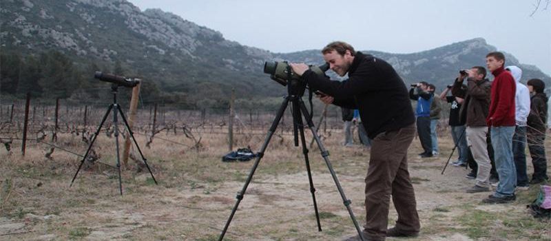 Le Hibou Grand-Duc Dans les Alpilles