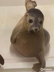 A Seal Zeehondenopvang en Expo Stellendam