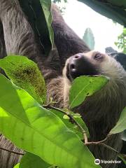 Smithsonian Tropical Research Institute