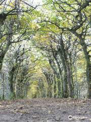 Der Laubengang von Haut Marêt