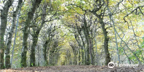 Charmille of Haut-Maret