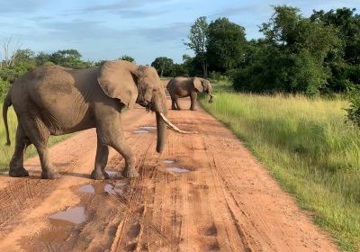 Kiboko safaris