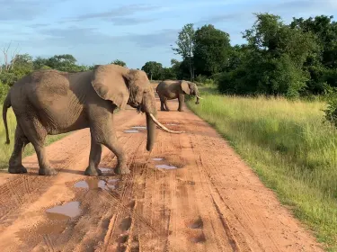 Kiboko safaris