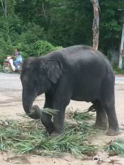 Chalong Elephant Retirement
