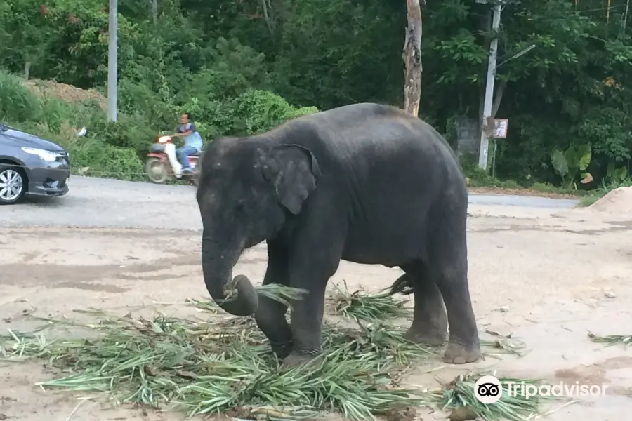 Chalong Elephant Retirement